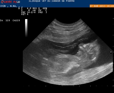 du royaume de Locksley - CH KIM gestation confirmé