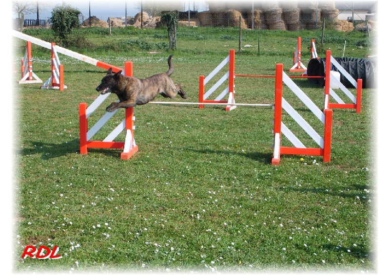 CH. Sekhmet des Crocs de l'Olympe