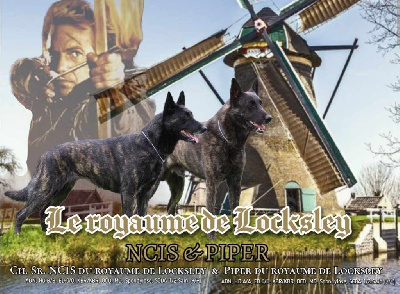 du royaume de Locksley - Berger hollandais - Portée née le 12/12/2023