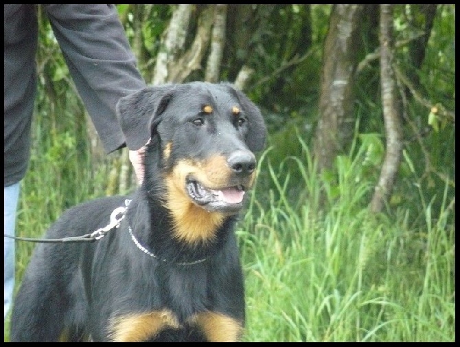 Exposition Canine de La Roche / Yon